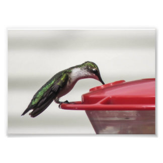 Hummingbird Foto Print 7x5
