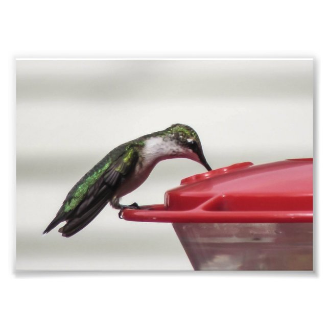 Hummingbird Foto Print 7x5 (Vorne)