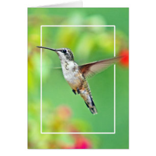 Hummingbird Fotograf