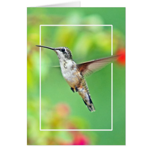 Hummingbird Fotograf (Vorne)