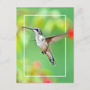 Hummingbird Fotograf Postkarte