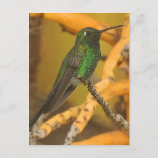 Hummingbird Fotografie Postkarte (Vorderseite)