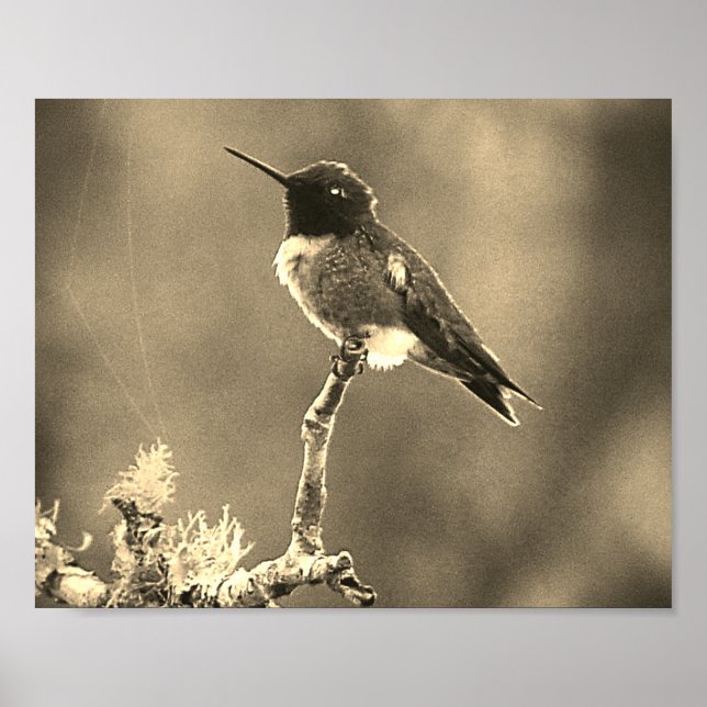 Hummingbird Fotografie Sepia Wall Dekoration Print (Vorne)