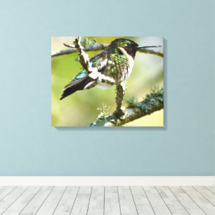 Hummingbird Fotografy Wall Decoration Leinwand