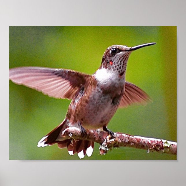 Hummingbird Fotografy Wall Dekoration Print (Vorne)