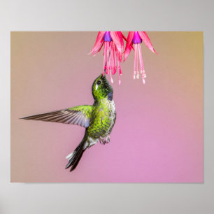 Hummingbird Fuchsia Foto Poster