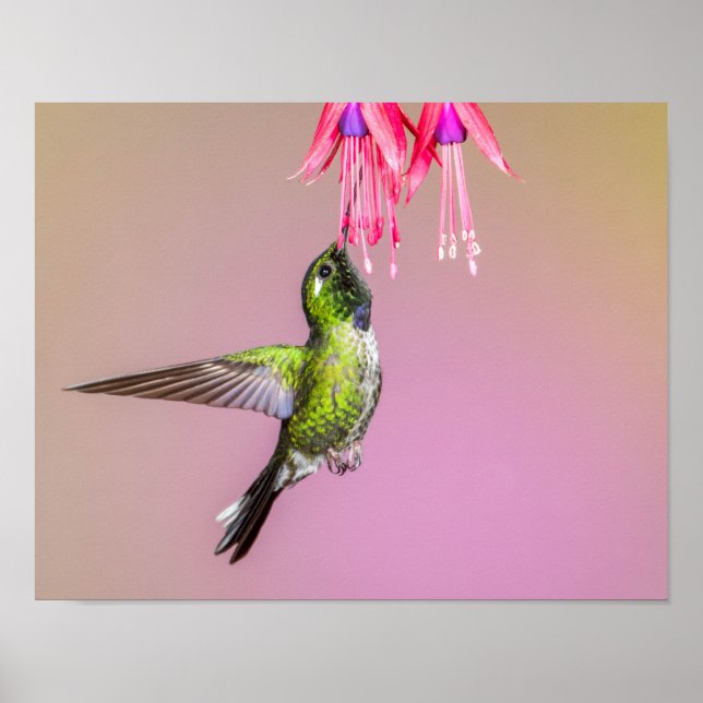 Hummingbird Fuchsia Foto Poster (Vorne)