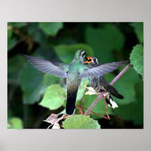 Hummingbird Fütternd Nestling Poster