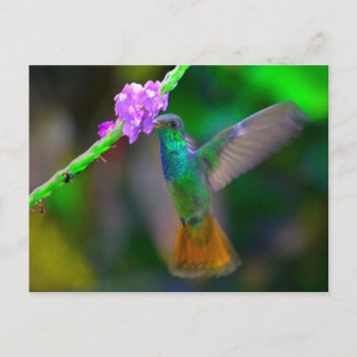 Hummingbird Garden Postkarte