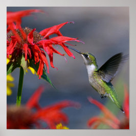 Hummingbird Glory Poster