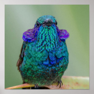 Hummingbird Green Blue Violet Poster