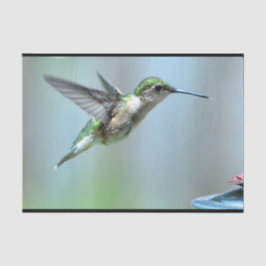 Hummingbird Green Flight Foto Wildlife Seidenpapier