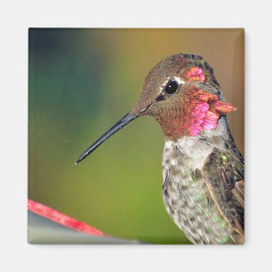 Hummingbird hat Magnet Nah