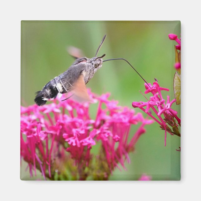 Hummingbird Hawk-Moth-Schmetterling im Flug Magnet (Vorne)