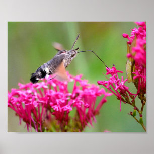 Hummingbird Hawk-Moth-Schmetterling im Flug Poster