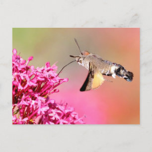 Hummingbird Hawk-Moth-Schmetterling im Flug Postkarte