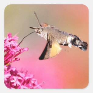 Hummingbird Hawk-Moth-Schmetterling im Flug Quadratischer Aufkleber