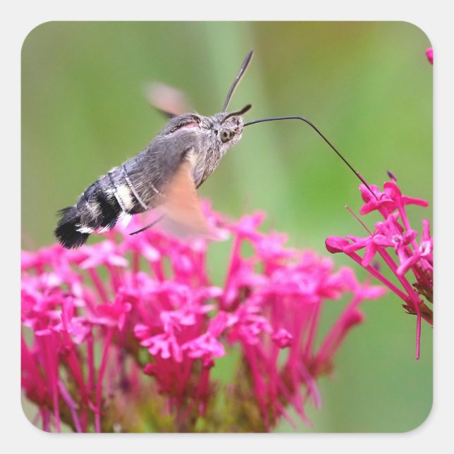 Hummingbird Hawk-Moth-Schmetterling im Flug Quadratischer Aufkleber (Vorderseite)