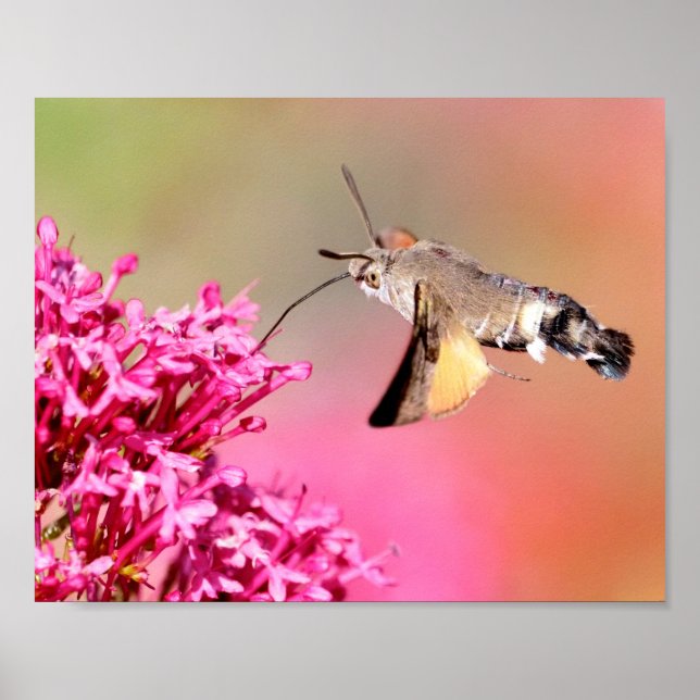 Hummingbird Hawk-Moth-Schmetterling in Flug Postca Poster (Vorne)