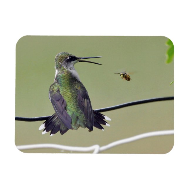 Hummingbird & Honey Bee Magnet (Horizontal)