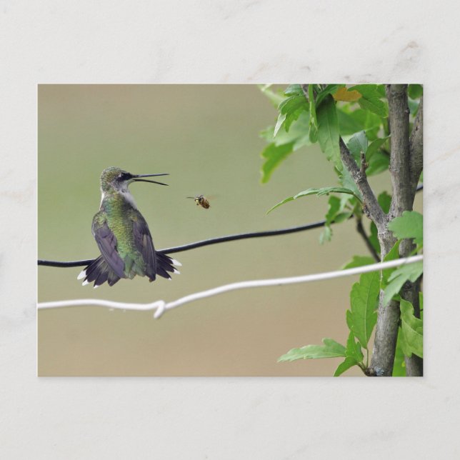 Hummingbird & Honey Bee Postkarte (Vorderseite)