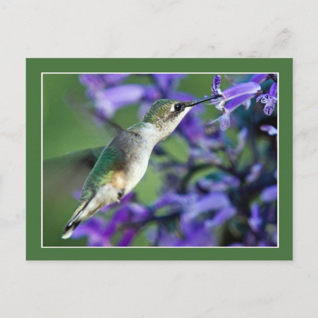 Hummingbird Hover Postkarte (Vorderseite)