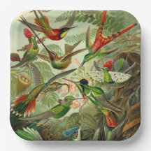 Hummingbird Illustration von Ernst Haeckel