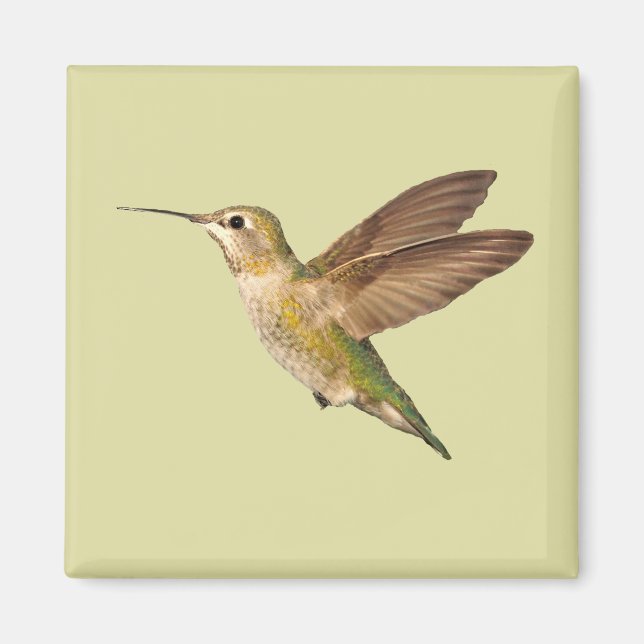 Hummingbird im Flight Magnet (Vorne)