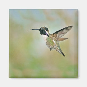 Hummingbird im Flight Magnet