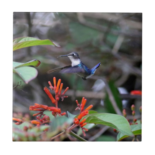 Hummingbird im Flight und in den Roten Blume Fliese (Vorderseite)