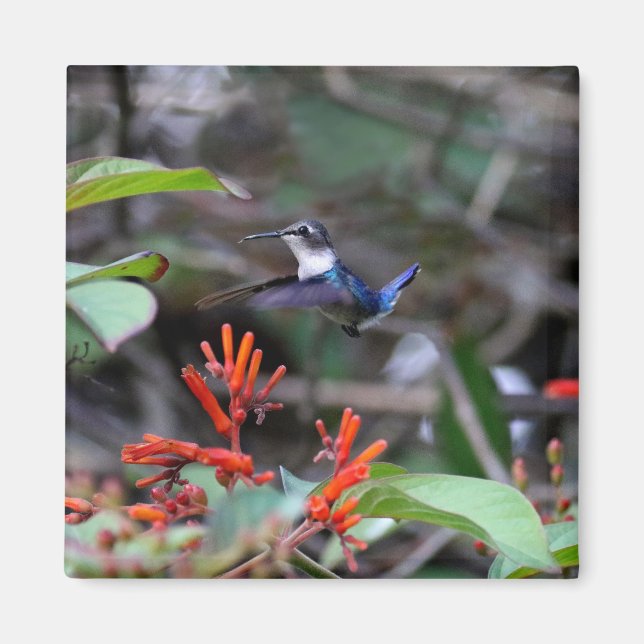 Hummingbird im Flight und in den Roten Blume Magnet (Vorne)