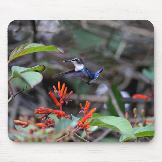 Hummingbird im Flight und in den Roten Blume Mousepad (Vorne)