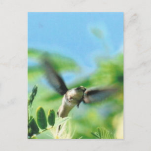 Hummingbird im Foto Postkarte