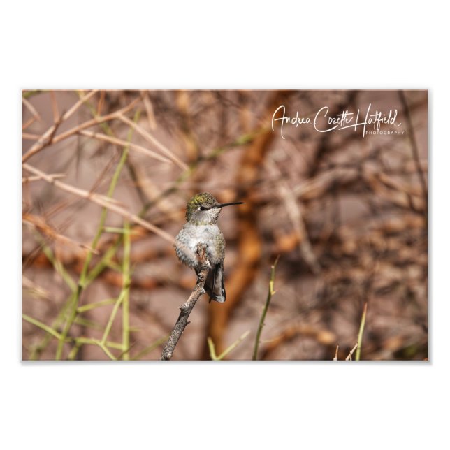 Hummingbird im Frieden Fotodruck (Vorne)