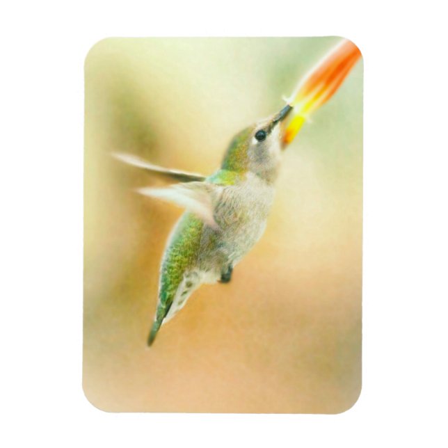 Hummingbird im Frühmorgendlicht Magnet (Vertikal)
