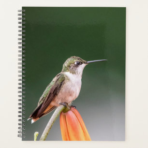 Hummingbird im Hudson Valley 2024 Planer