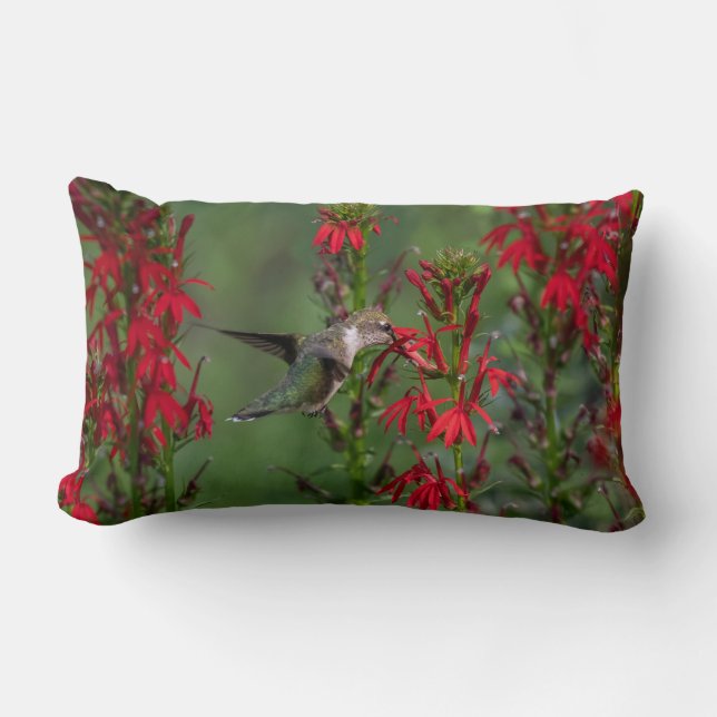 Hummingbird im Kardinal Blume Lendenkissen (Vorderseite)