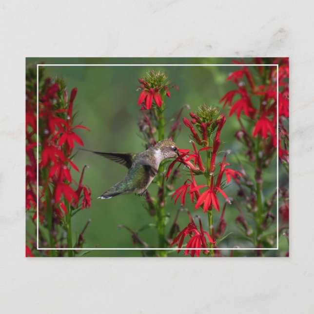 Hummingbird im Kardinal Blume Postkarte (Vorderseite)