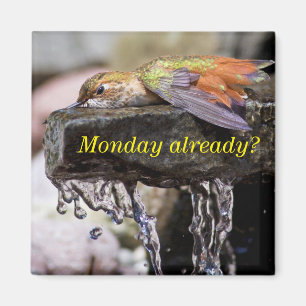 Hummingbird im Wasser 2 Magnet