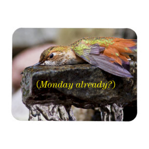 Hummingbird im Wasser 2 Magnet