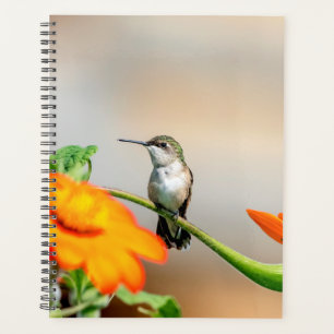 Hummingbird in den Adirondacks 2024 Planer