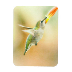 Hummingbird in Early Morning light Magnet