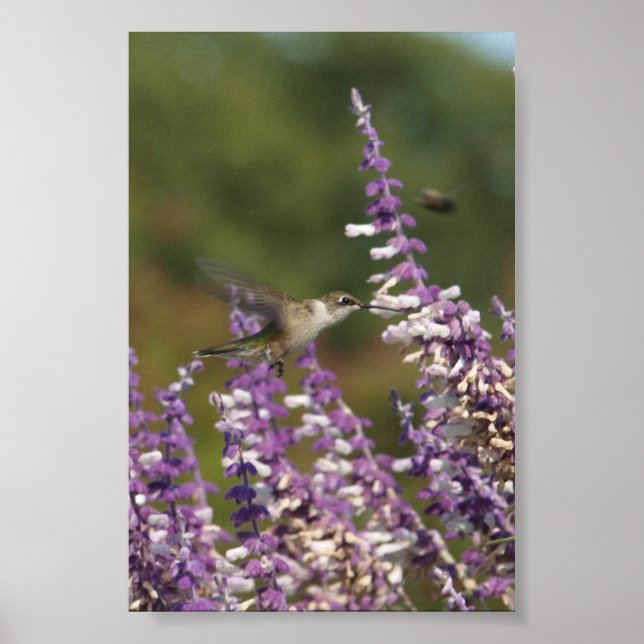 Hummingbird in einer mexikanischen Pflanze Zeichne Poster (Vorne)