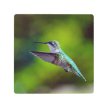 Hummingbird-In-Flug