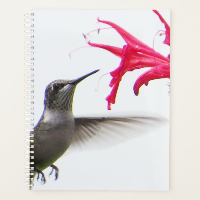 Hummingbird in Monarda Planer (Vorderseite)