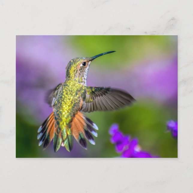 Hummingbird in Purple Flowers Postkarte (Vorderseite)
