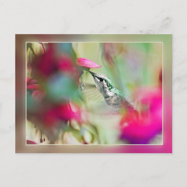 Hummingbird in Soft Fuchsia Postkarte (Vorderseite)