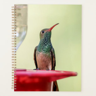 Hummingbird in Texas 2024 Planer