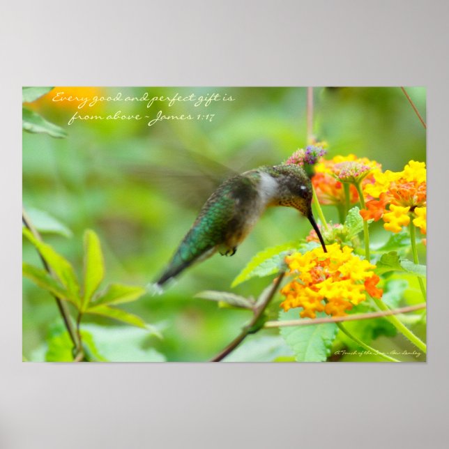 Hummingbird ~ Jedes gute und perfekte Geschenk.. Poster (Vorne)
