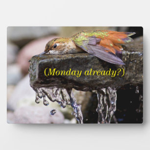 Hummingbird lehren im Wasser Fotoplatte